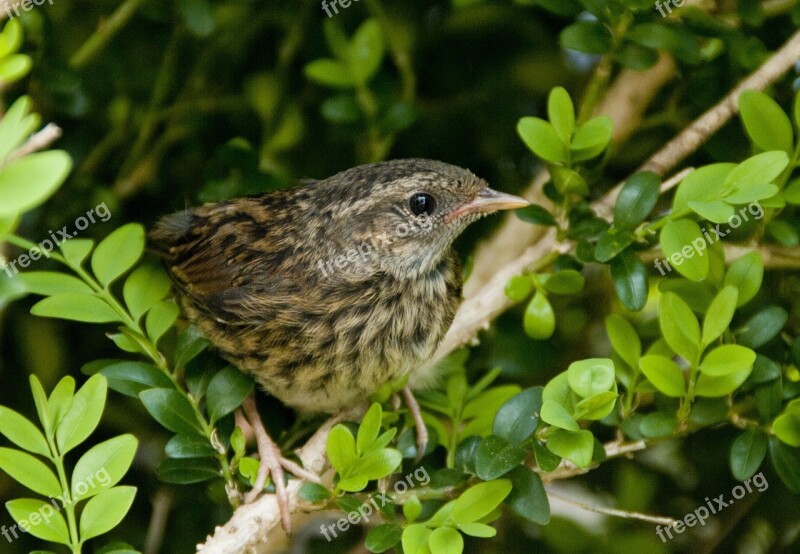 Blackbird Birds Fledglings Free Photos