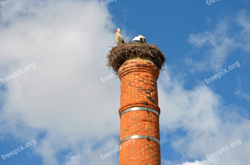 Stork Bird Stork's Nest Nesting Chimney