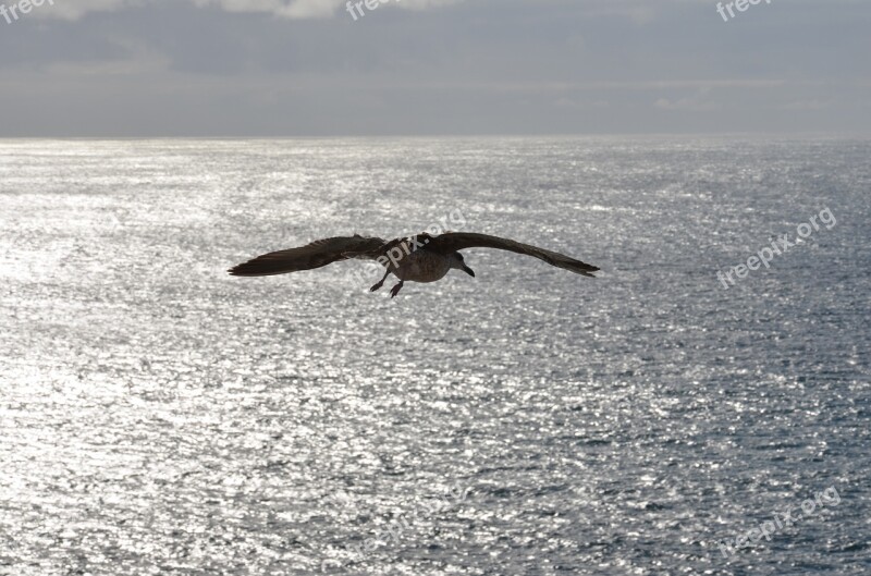 The Seagull Bird Sea Heaven Silhouette