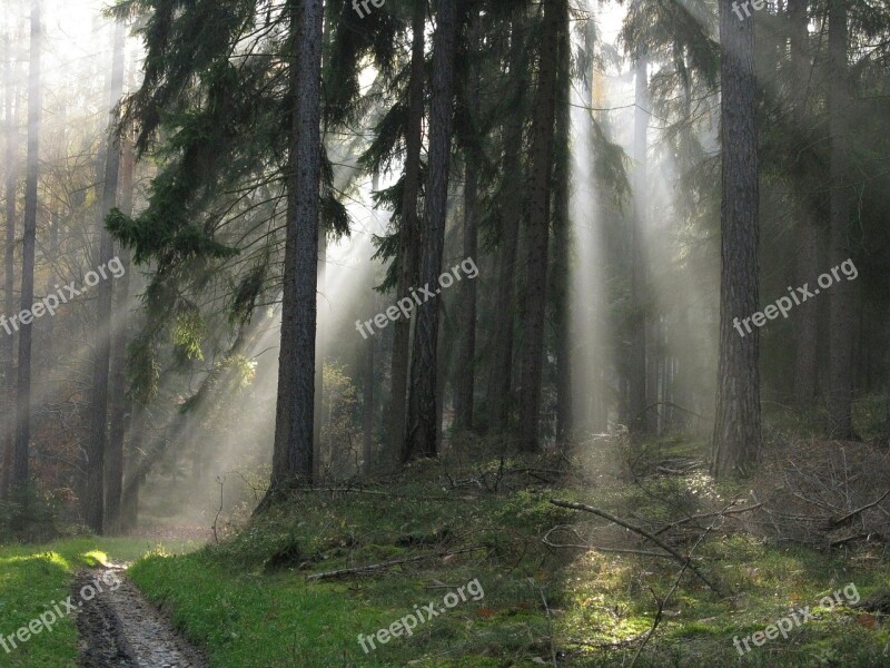 Forest Light Nature Forests Sun