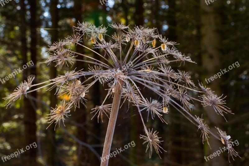 Giersch Blossom Bloom Umbel White