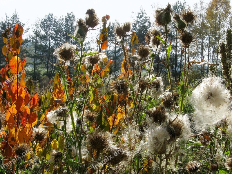 Autumn Nature Autumn Leaves Colors Wild Plant