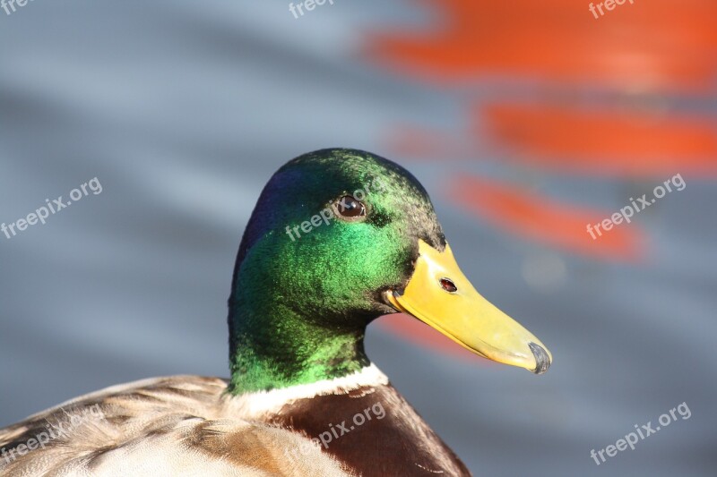 Duck Water Water Bird Swim Animal