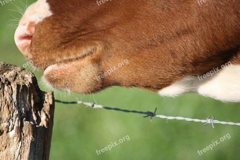 Cow Foot Livestock Animal Close Up