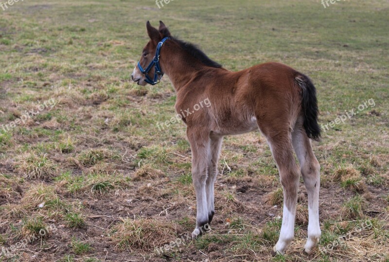 Offspring The Horse Horse Nature Animal