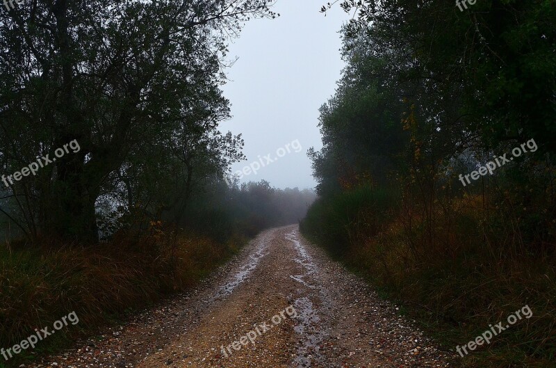 Road To Nowhere Country Road Italy Tuscany Trees