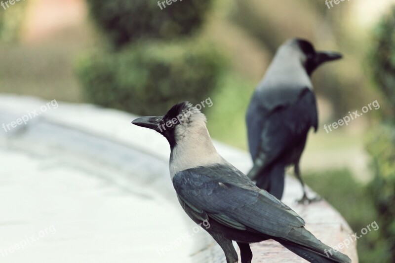 Birds Crow India Black Nature