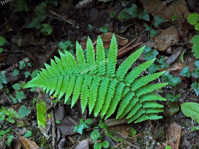 Fern Green Nature Plant Foliage