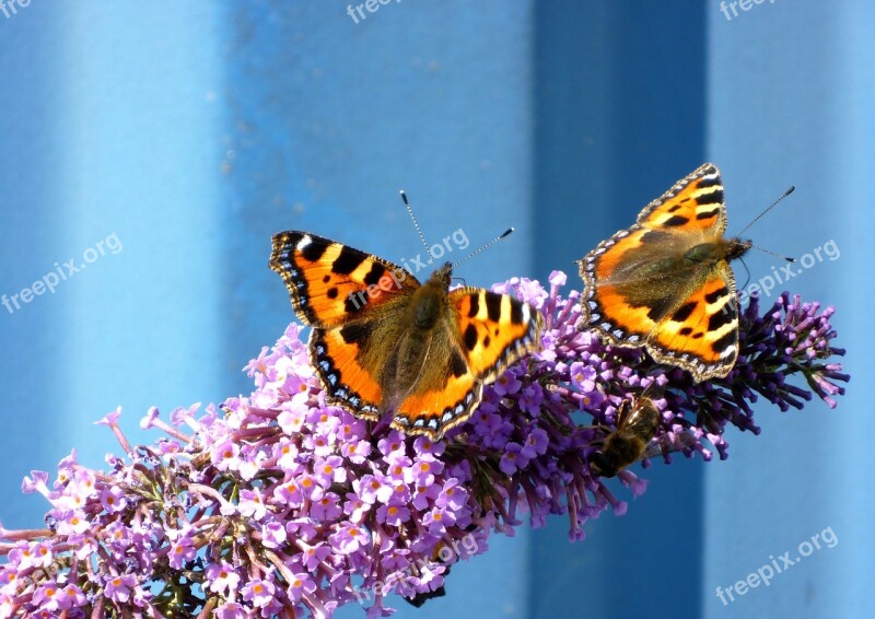 Butterflies Small Tortoiseshell Aglais Urticae Buddleia Summer