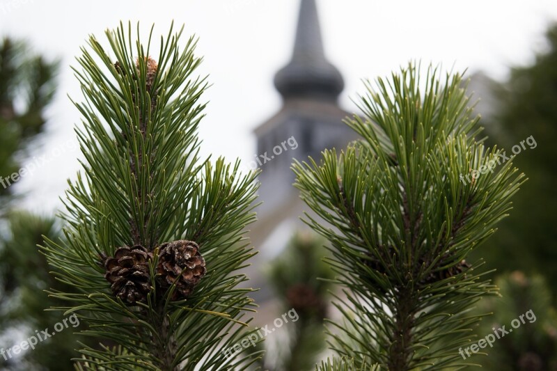 Pine Pine Cones Church Steeple Tap