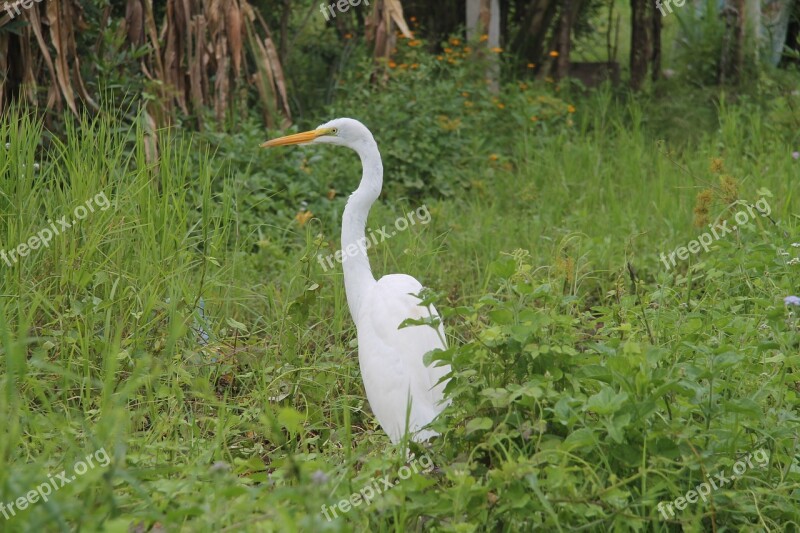 Heron Waterfowl Nature Fauna Costa