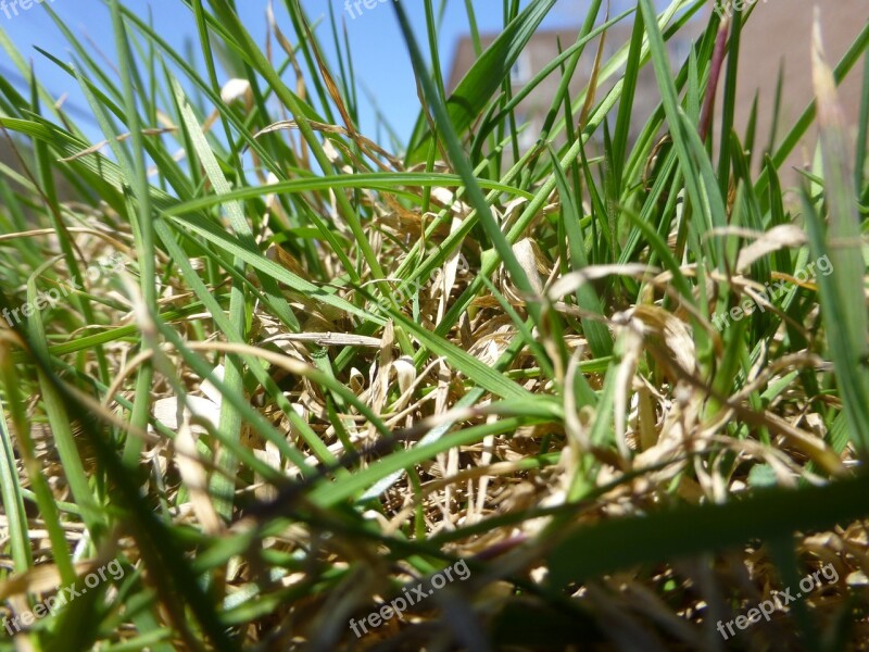 Grass Lawn Plant Leaves Macro