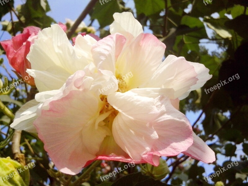 Hibiscus White Blossom Flower Free Photos