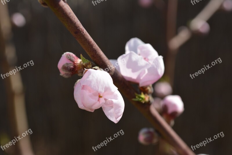 Almond Flower Spring Almond Tree Almond Flowers Branches