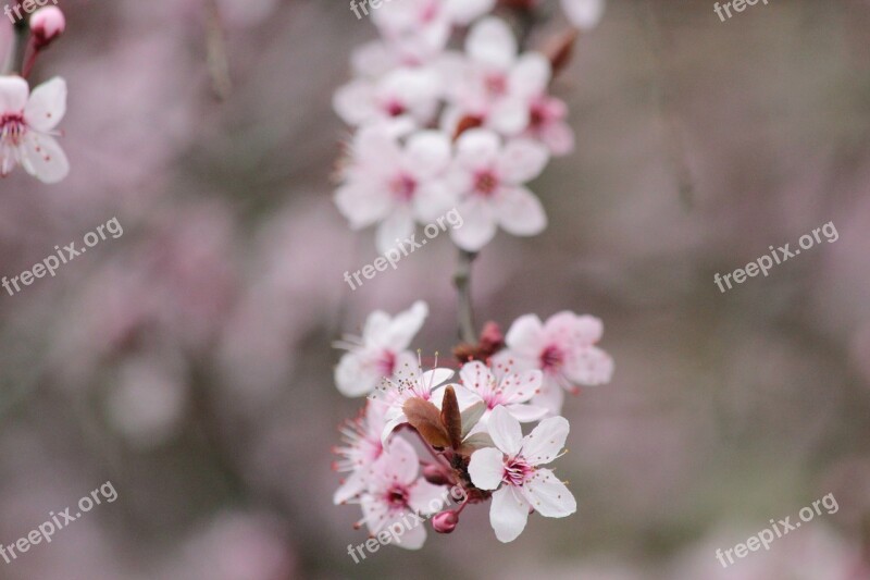 Cherry Cherry Tree Blossom Bloom Tree