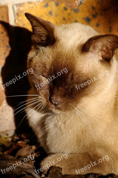 Cat Fur Sleep Snooze Sunshine