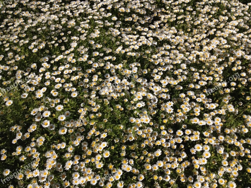 Flowers Meadow Nature Flower Meadow Grass