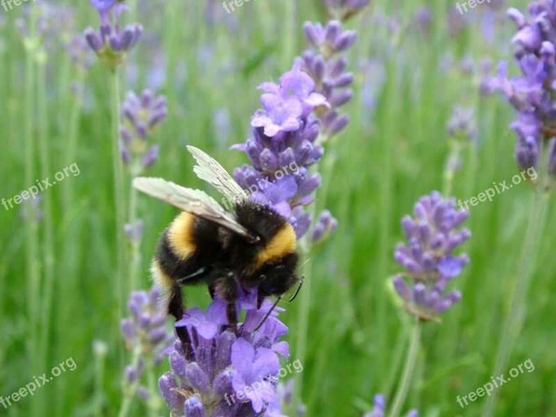 Bumblebee Bee Insect Lavender Nature