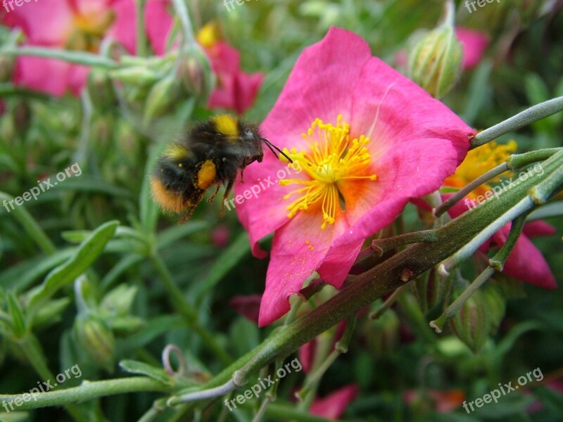 Bumblebee Pink Flower Nature Insect Summer