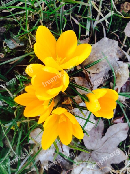 Crocus Flower Yellow Spring Bloom