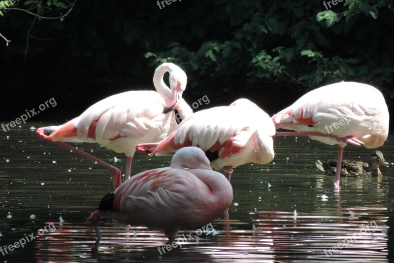 Flamingo Birds Zoo Augsburg Enclosure Animal