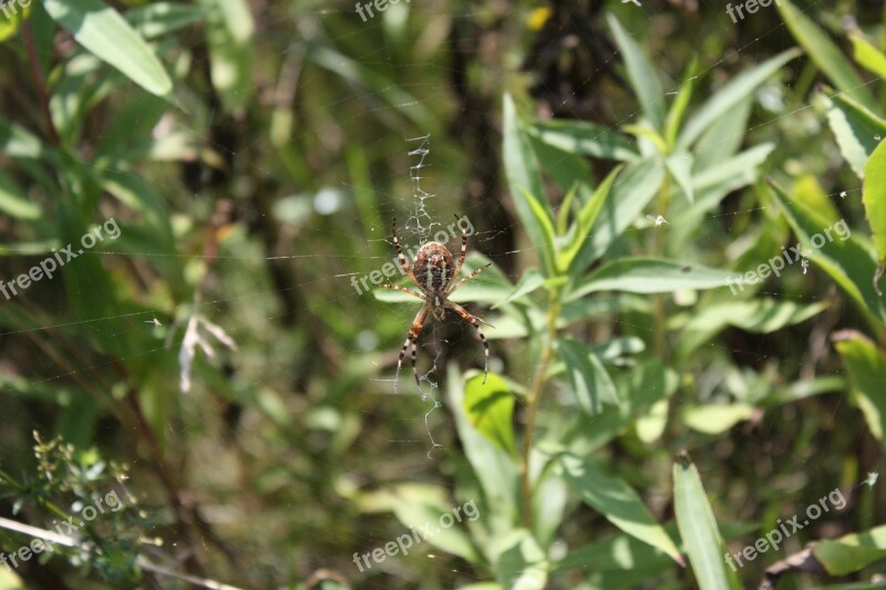 Araneus Cobweb Spider Web Nature