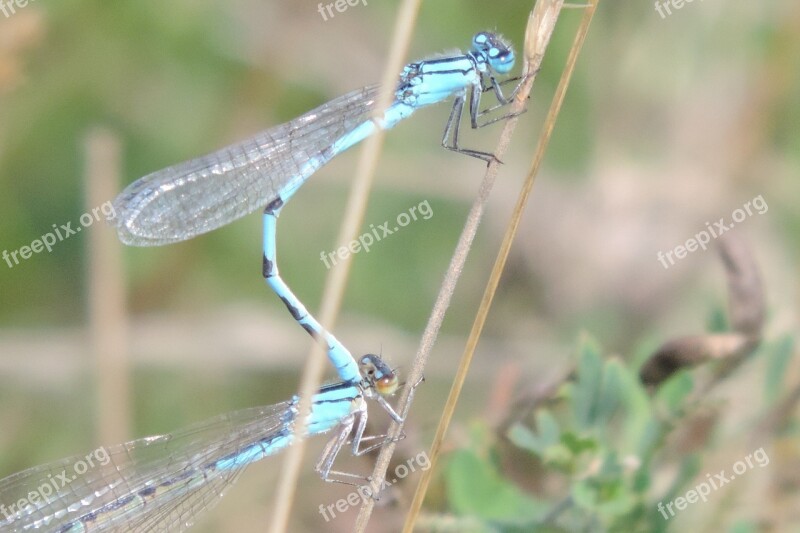 Pairing Dragonfly Pair Pond Dragonflies