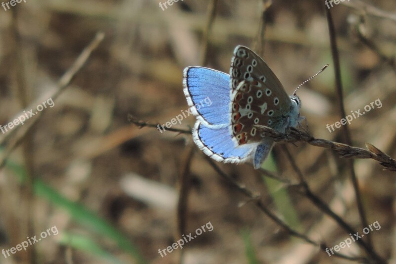 Butterfly Butterflies In The Summer Summer Nature Insect