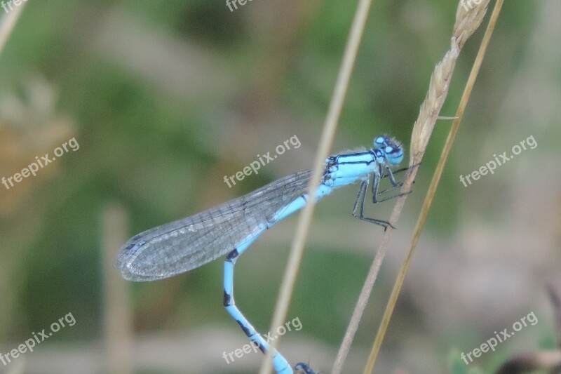 Dragonfly Blue Dragonfly Insect Close Up Blue