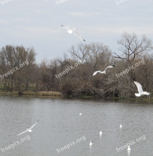 Birds Seagulls Soaring Flying Lake