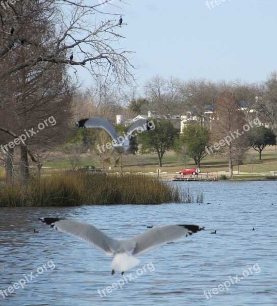 Birds Seagulls Flying Lake Shore