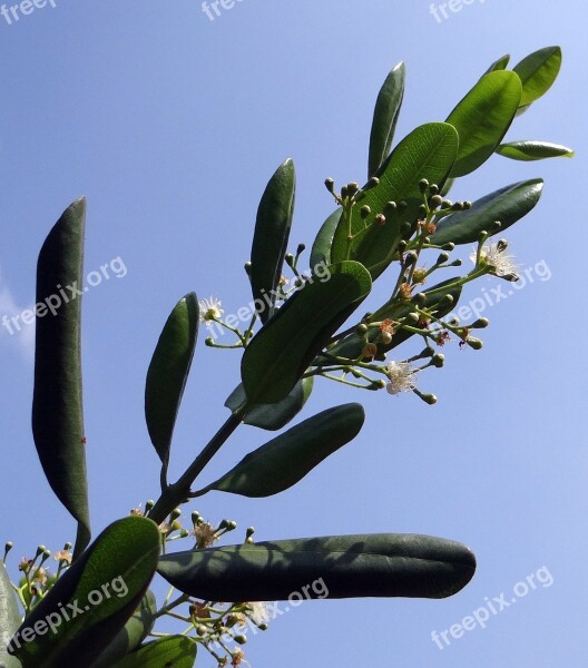 Jamaica Pepper Pepper Spice Flowers Pods