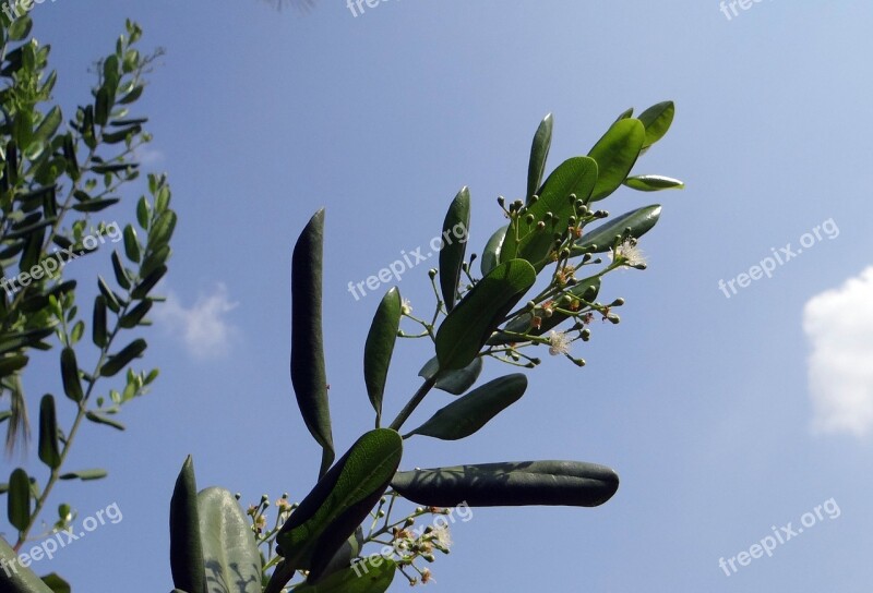 Jamaica Pepper Pepper Spice Myrtle Pepper Flowers