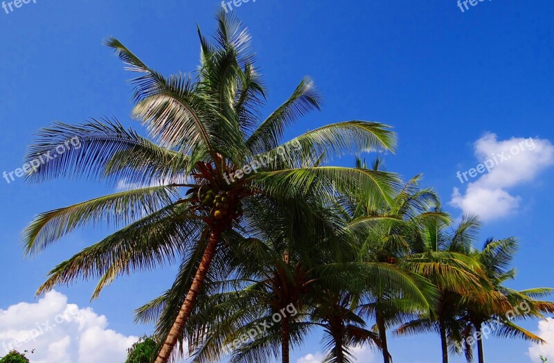 Coconut Palm Trees Tropical Sky