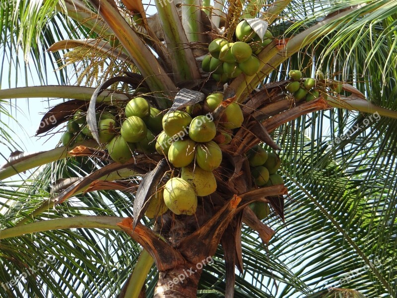 Coconut Bunch Green Nuts Fruits