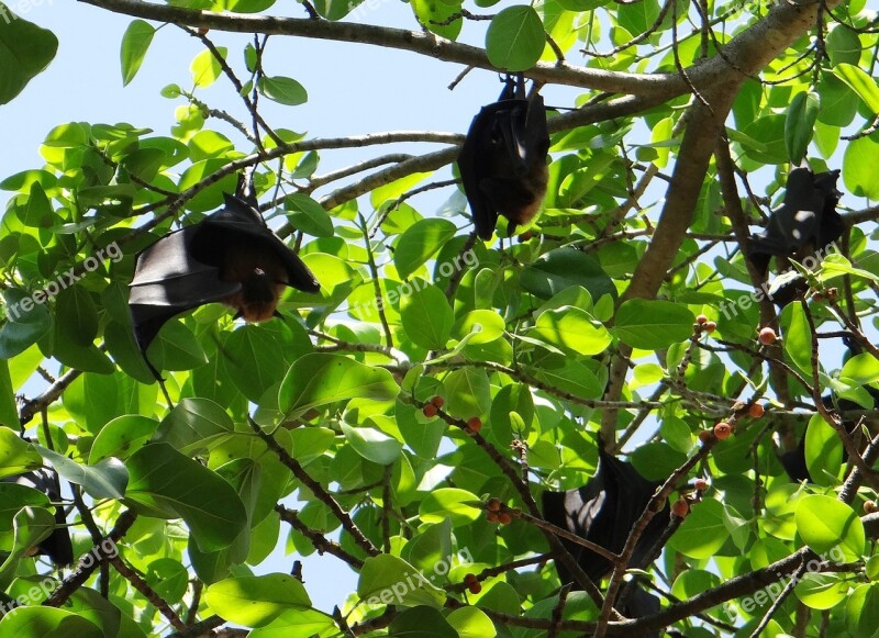 Bat Flying Fox Animal Mammal Hang