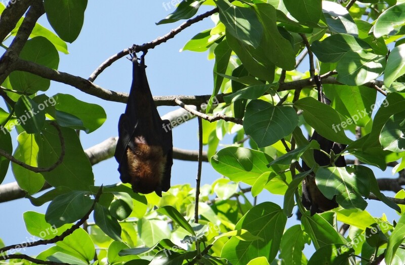 Bat Flying Fox Animal Mammal Hang