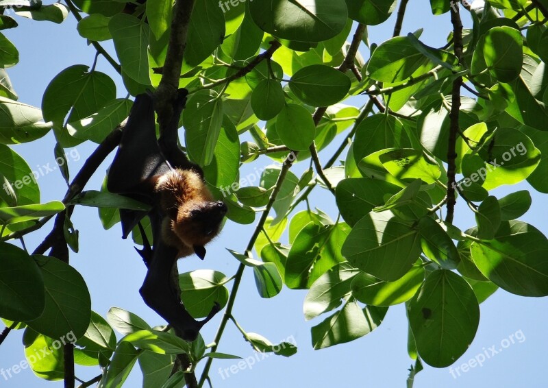 Bat Flying Fox Animal Mammal Hang