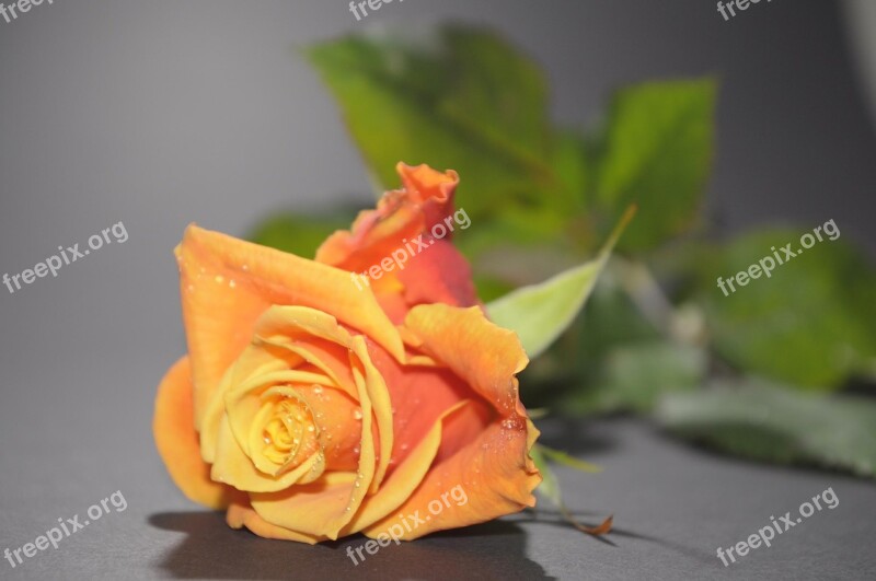 Flowers Rose Bloom Drop Of Water Close Up Free Photos