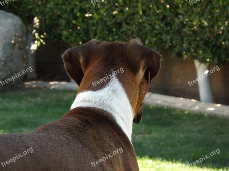 Boxer Dog Pet Breed Animal