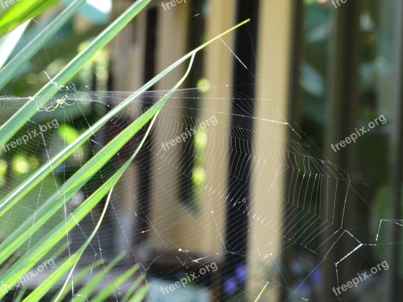 Spider Web Nature Insect Cobweb