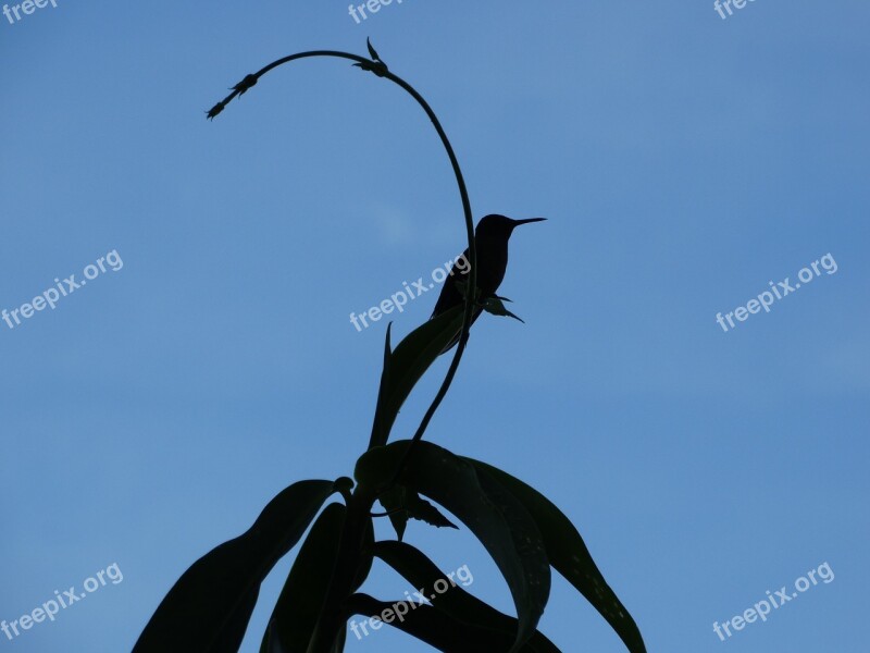 Hummingbird Tropical Bird Flower Nature