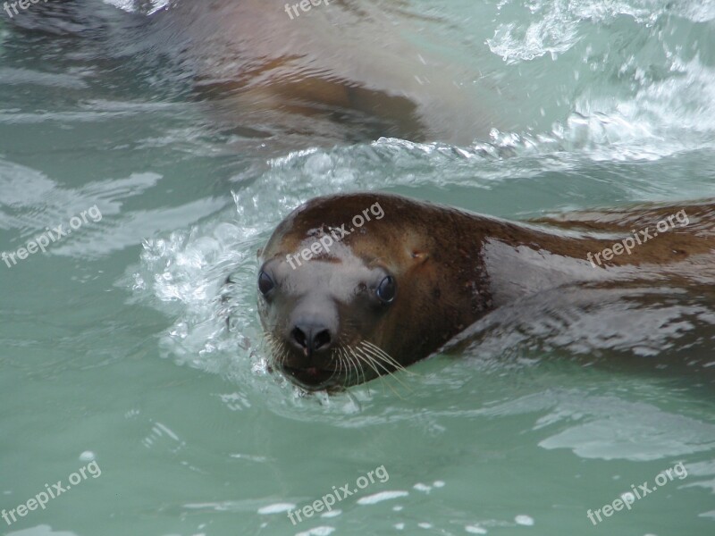 Seal Water Swim Sea Mammal