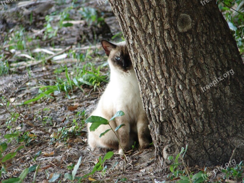 Cat Siamese Feline Eyes Sitting