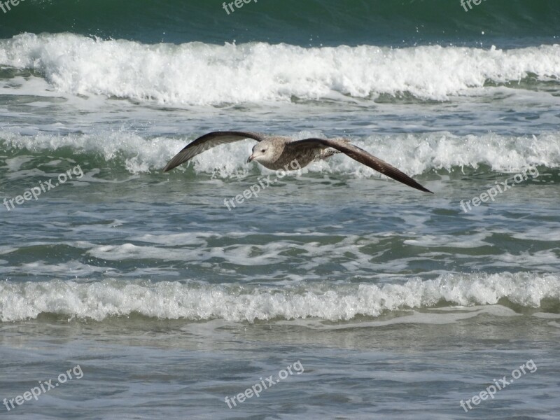 Seagull Ocean Bird Nature Water