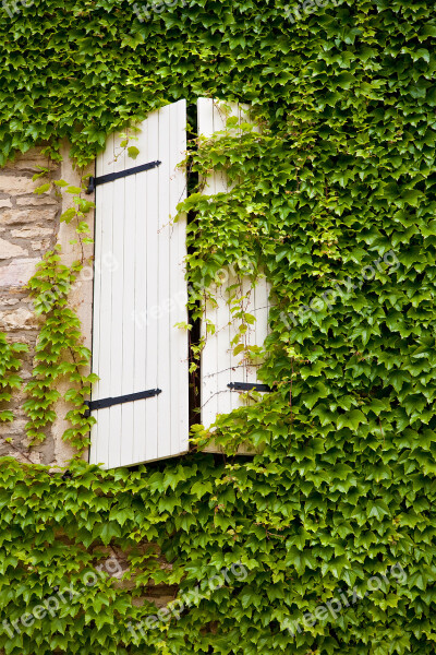 Window Ivy Creeper Old Free Photos