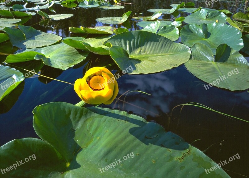 Lilies Pond Nature Reflection Water