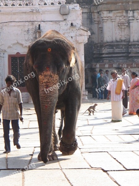 Elephant Temple Elephant Culture Temple Indian