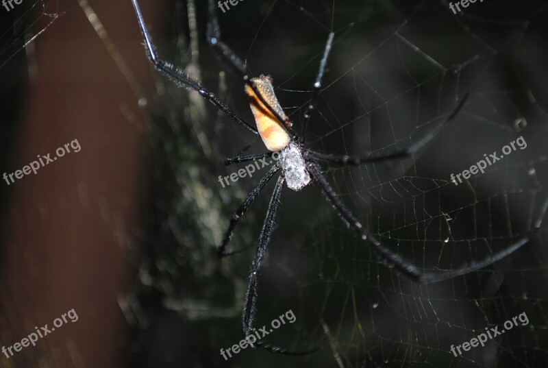 Spider Spider Insect Spiderweb Trap Free Photos