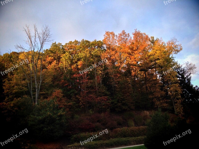 Fall Trees Autumn Nature Season